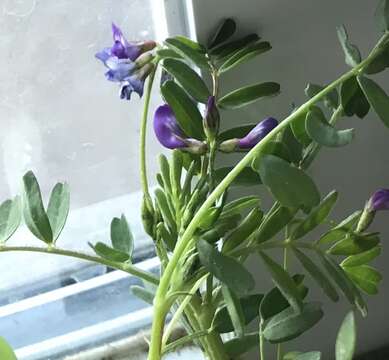 Sivun Astragalus leptocarpus Torr. & A. Gray kuva