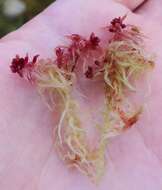 Sphagnum angermanicum Melin 1919的圖片