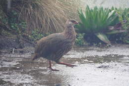 Image of Jackson's Francolin