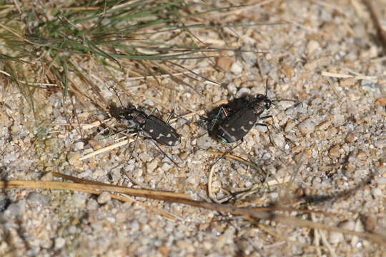 Plancia ëd Cicindela (Cicindela) oregona oregona Le Conte 1856