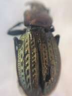 Image of immigrant sausage ground beetle