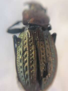 Image of immigrant sausage ground beetle