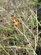 Image of Lytta (Paralytta) quadrimaculata (Chevrolat 1834)