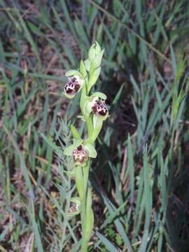 Image of Ophrys umbilicata subsp. flavomarginata (Renz) Faurh.