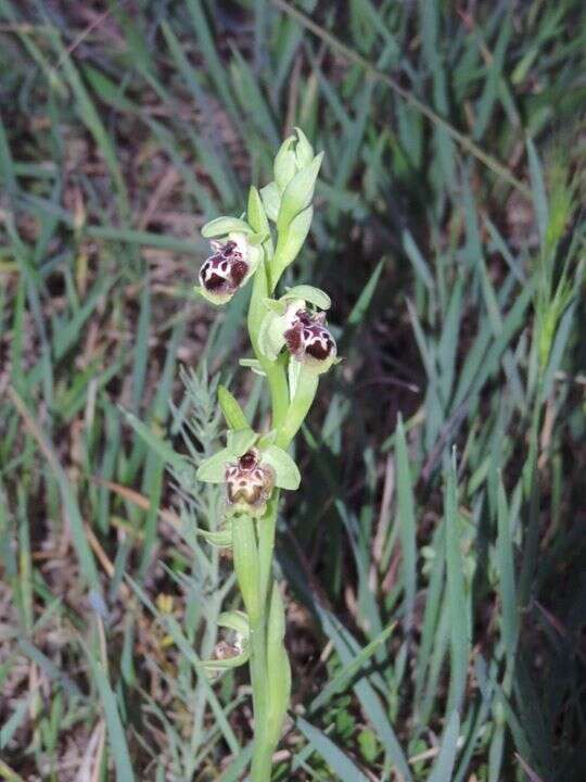 Image of Ophrys umbilicata subsp. flavomarginata (Renz) Faurh.