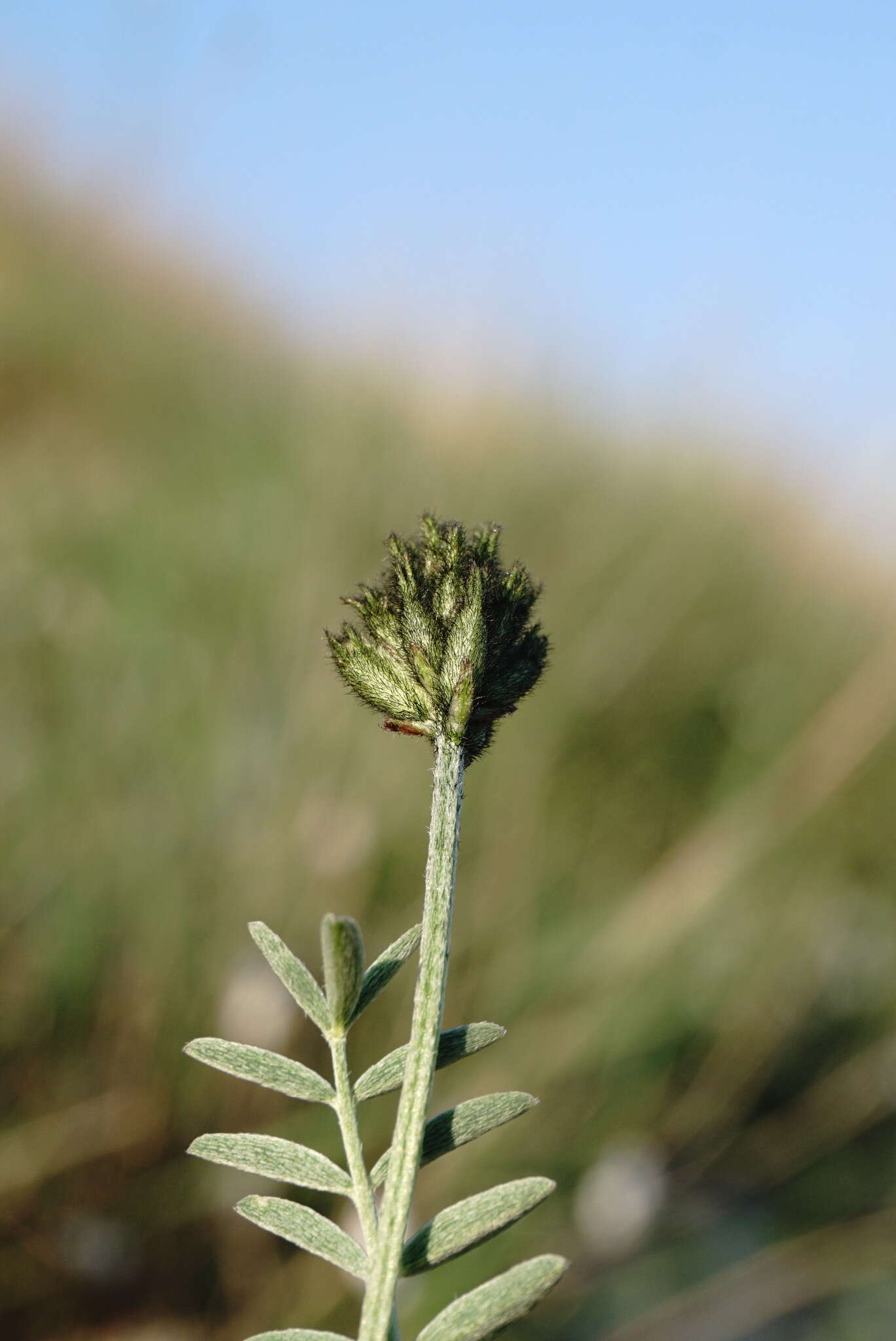 صورة Astragalus albicaulis DC.