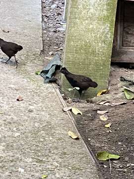 Image of Black-breasted Wood Quail