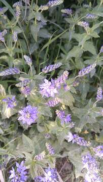 Image of broadleaf speedwell