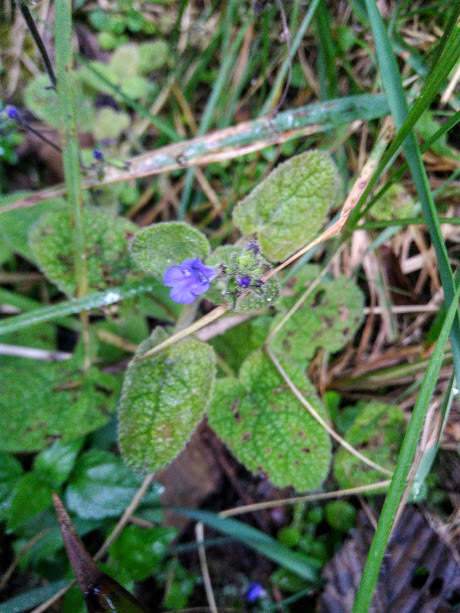 Image of Salvia palifolia Kunth