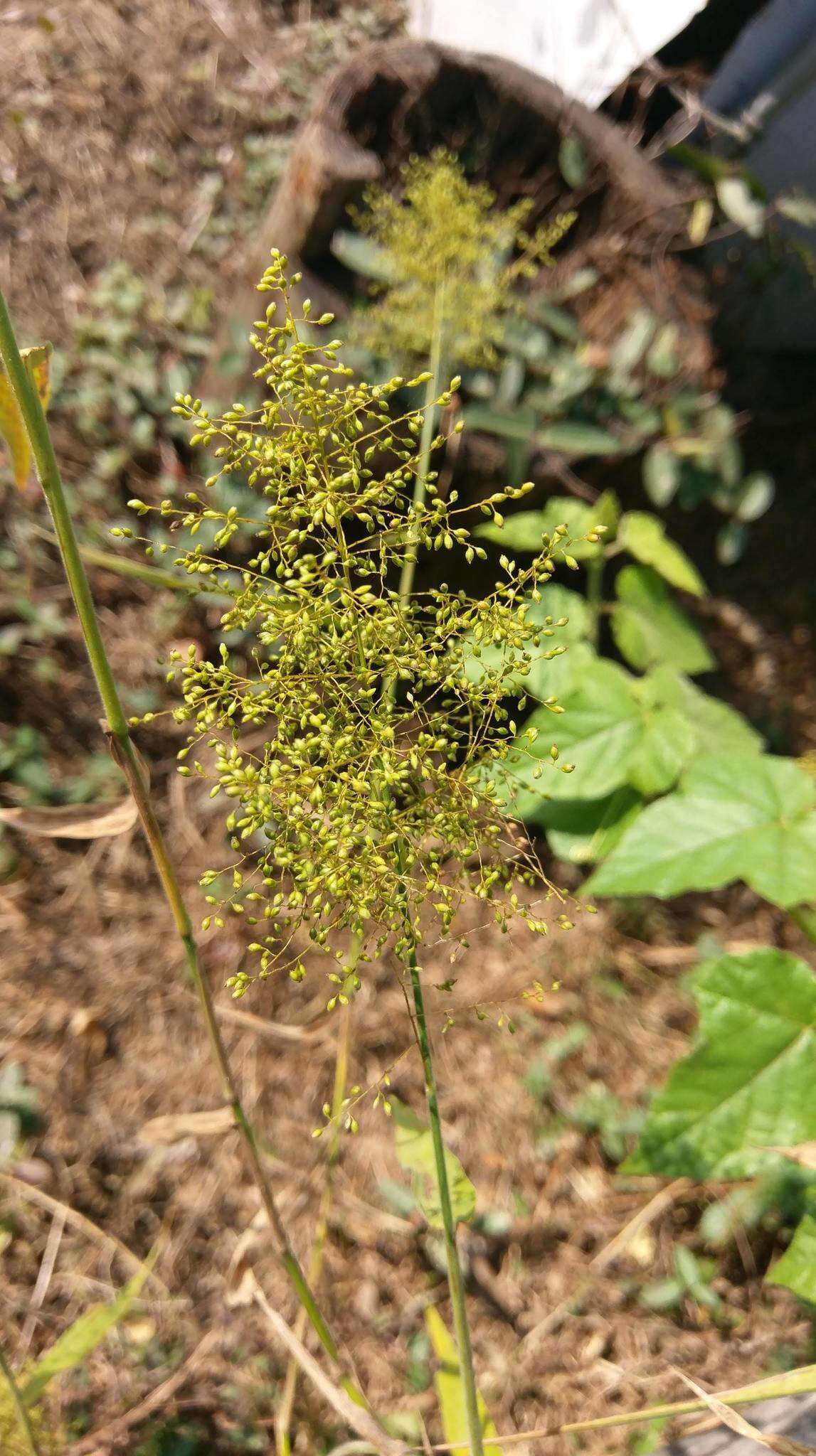 Image of Panicum sarmentosum Roxb.