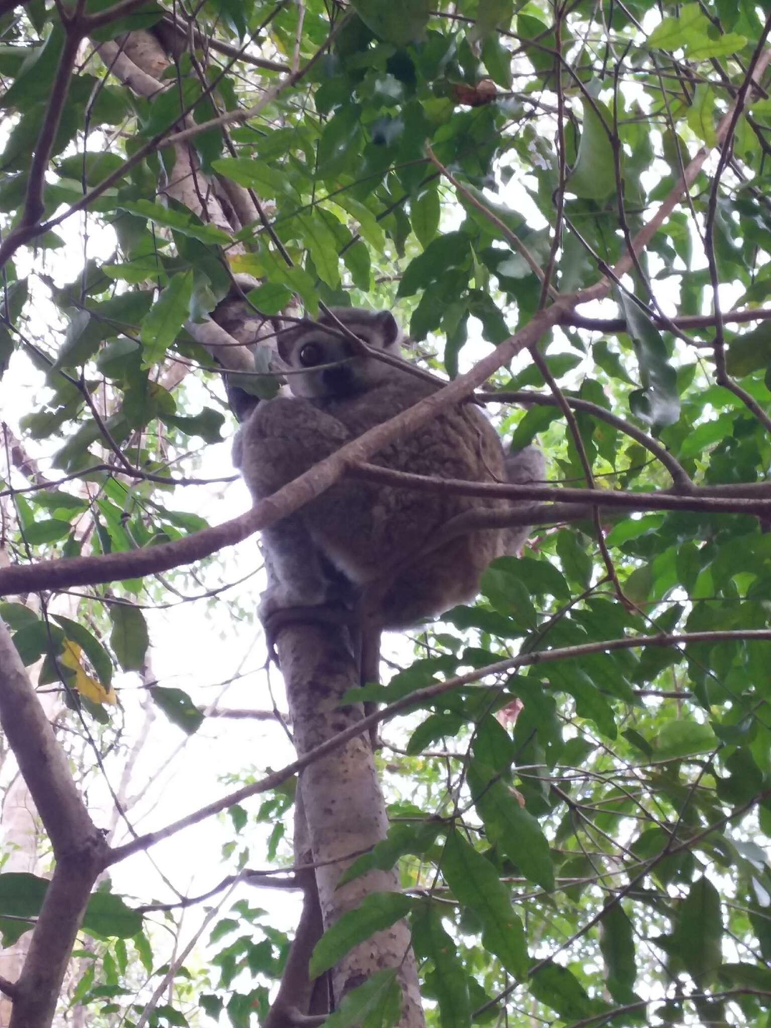 Image of Lorenz Von Liburnau’s Woolly Lemur