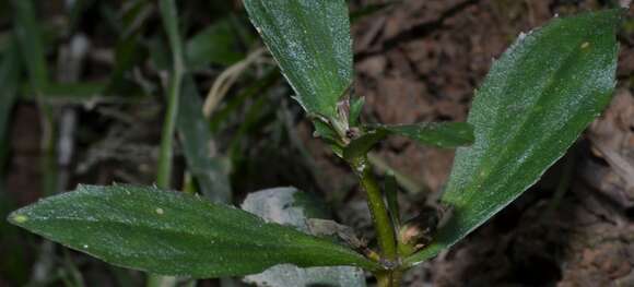 Image of Round-Fruit Hedge-Hyssop