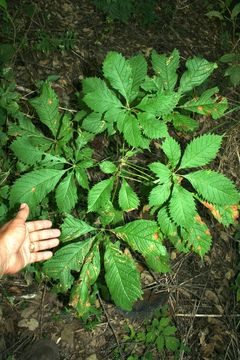 Image of <i>Godmania aesculifolia</i> (Kunth) Standl.