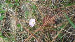 Image of dwarf sundew