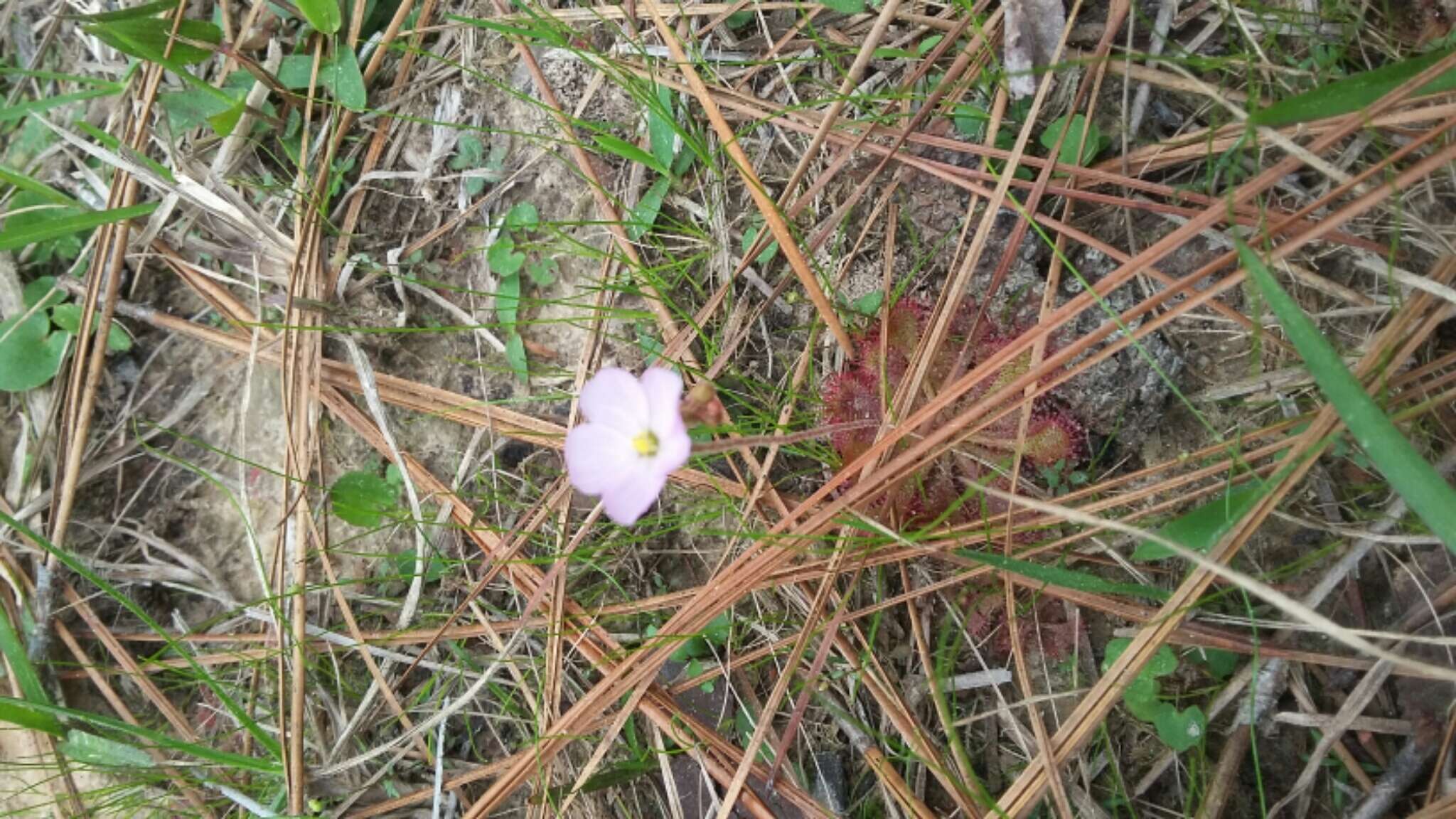 Image of dwarf sundew