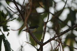 Image of Purple-rumped Sunbird