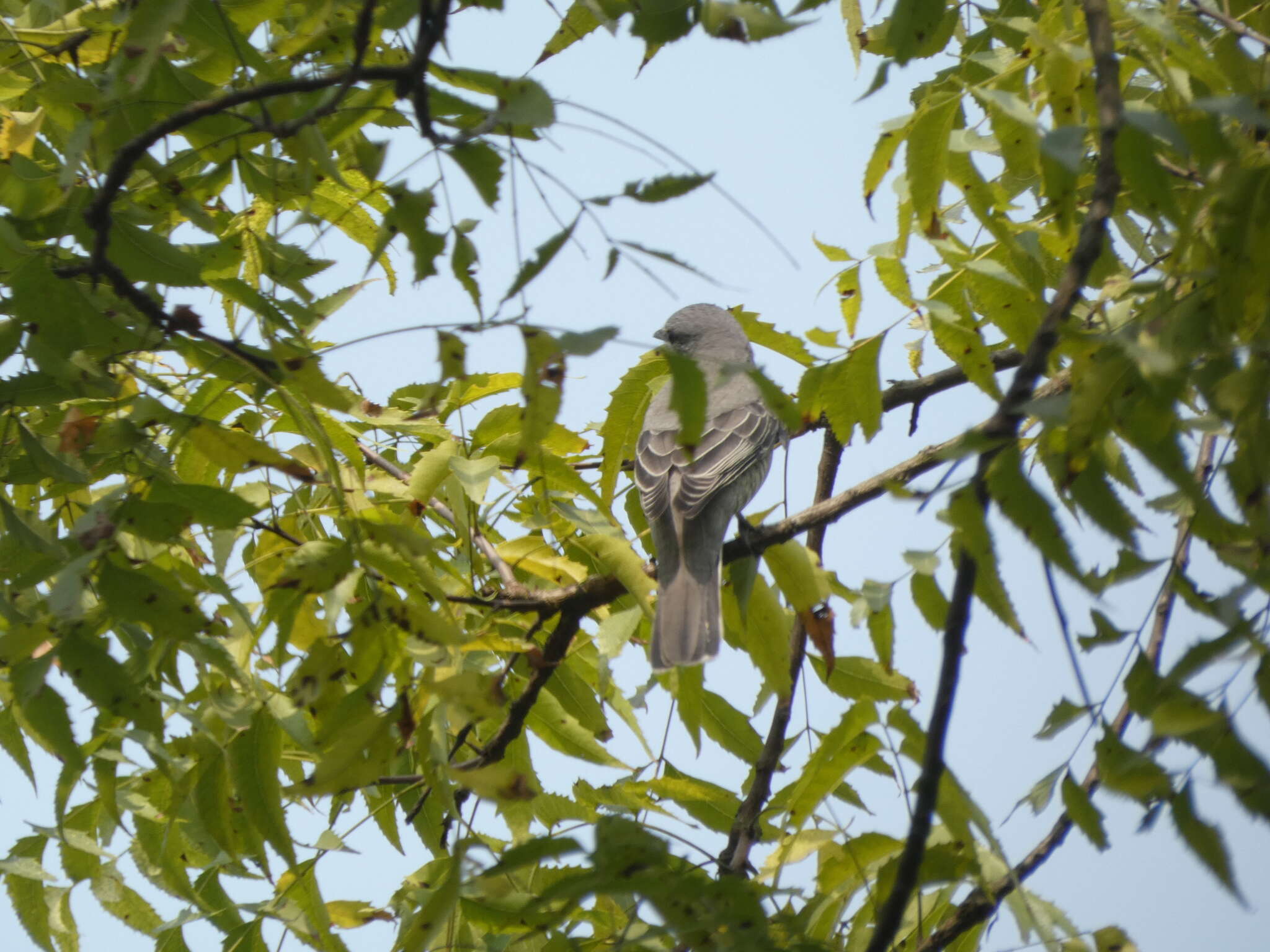 Image of Black-winged Cuckooshrike