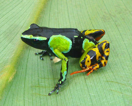 Image of Baron's Mantella