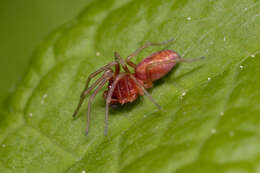 Image of Nigma flavescens (Walckenaer 1830)