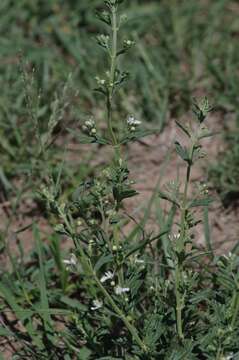 Image de Teucrium trifidum Retz.