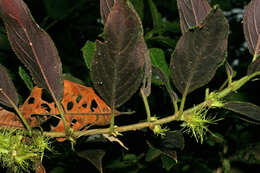 Image of Glossoloma purpureum (L. P. Kvist & L. E. Skog) J. L. Clark