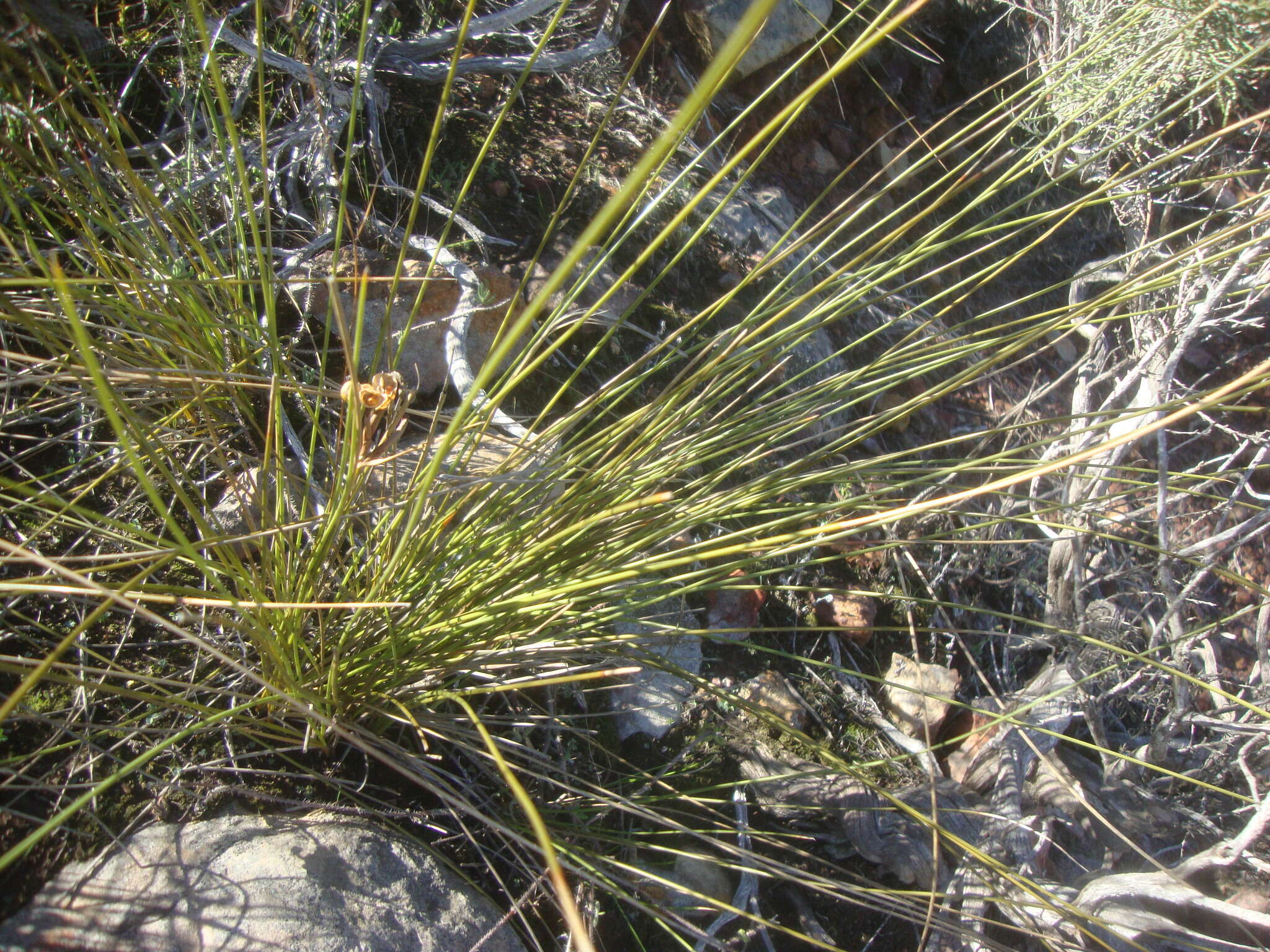 Image of Bobartia filiformis (L. fil.) Ker Gawl.