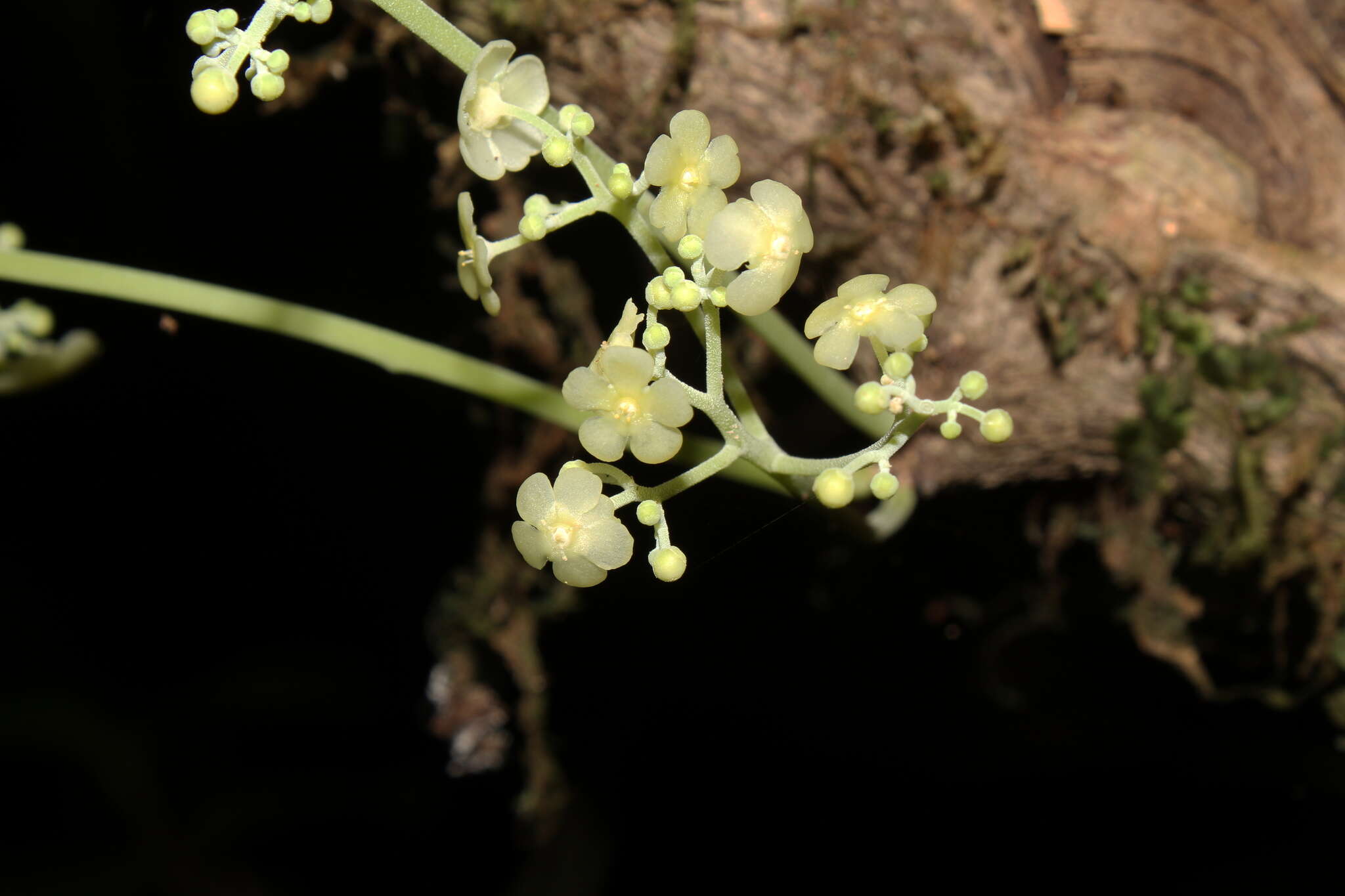 Image of Tontelea cylindrocarpa (A. C. Sm.) A. C. Sm.