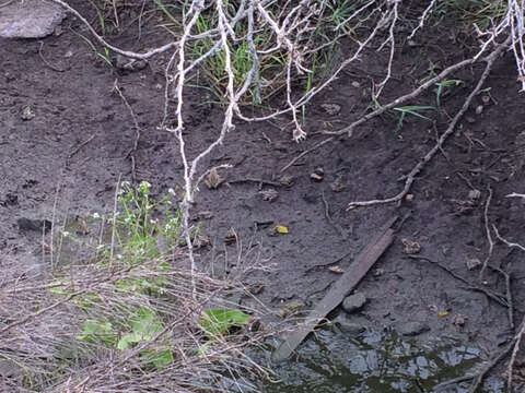 Image of Rio Grande Leopard Frog