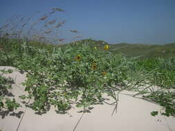 Image of Texas sunflower