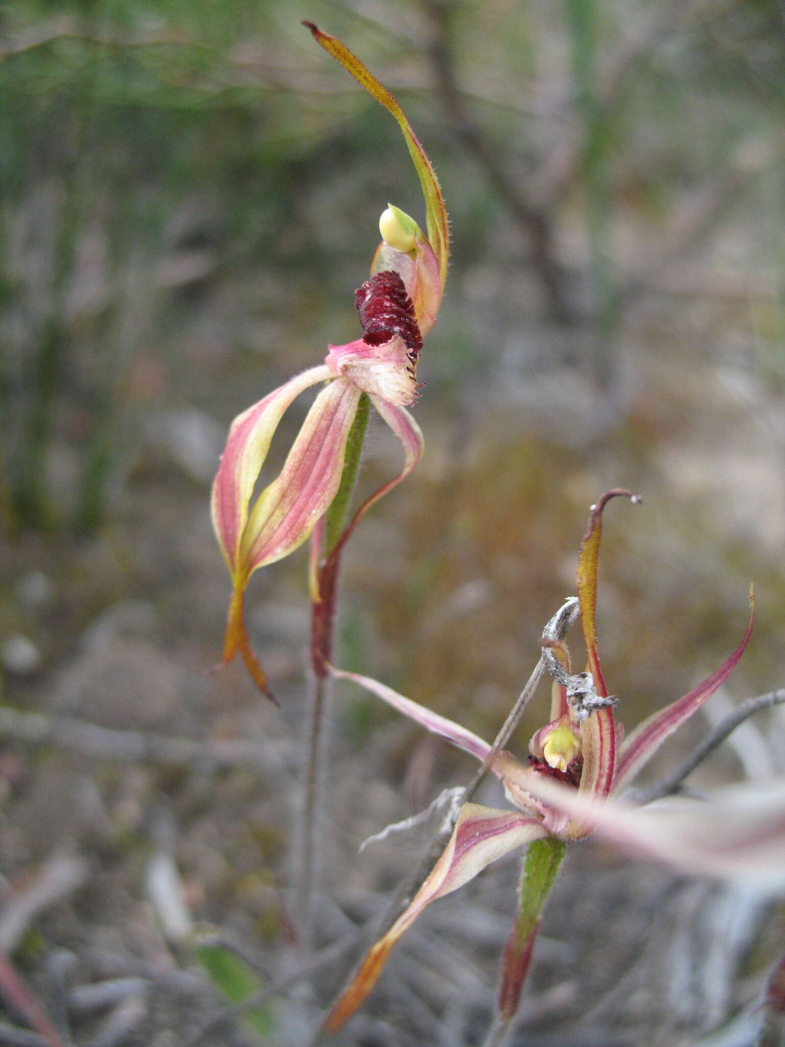 Image of Stumpy spider orchid