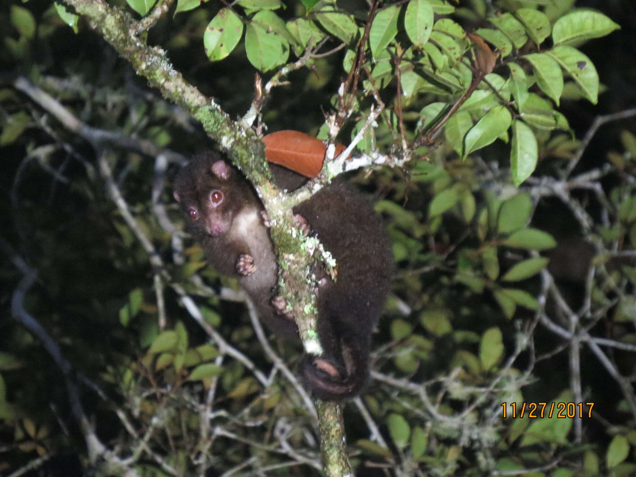 صورة Hemibelideus lemuroides (Collett 1884)