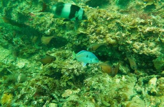 Image of Blue morwong