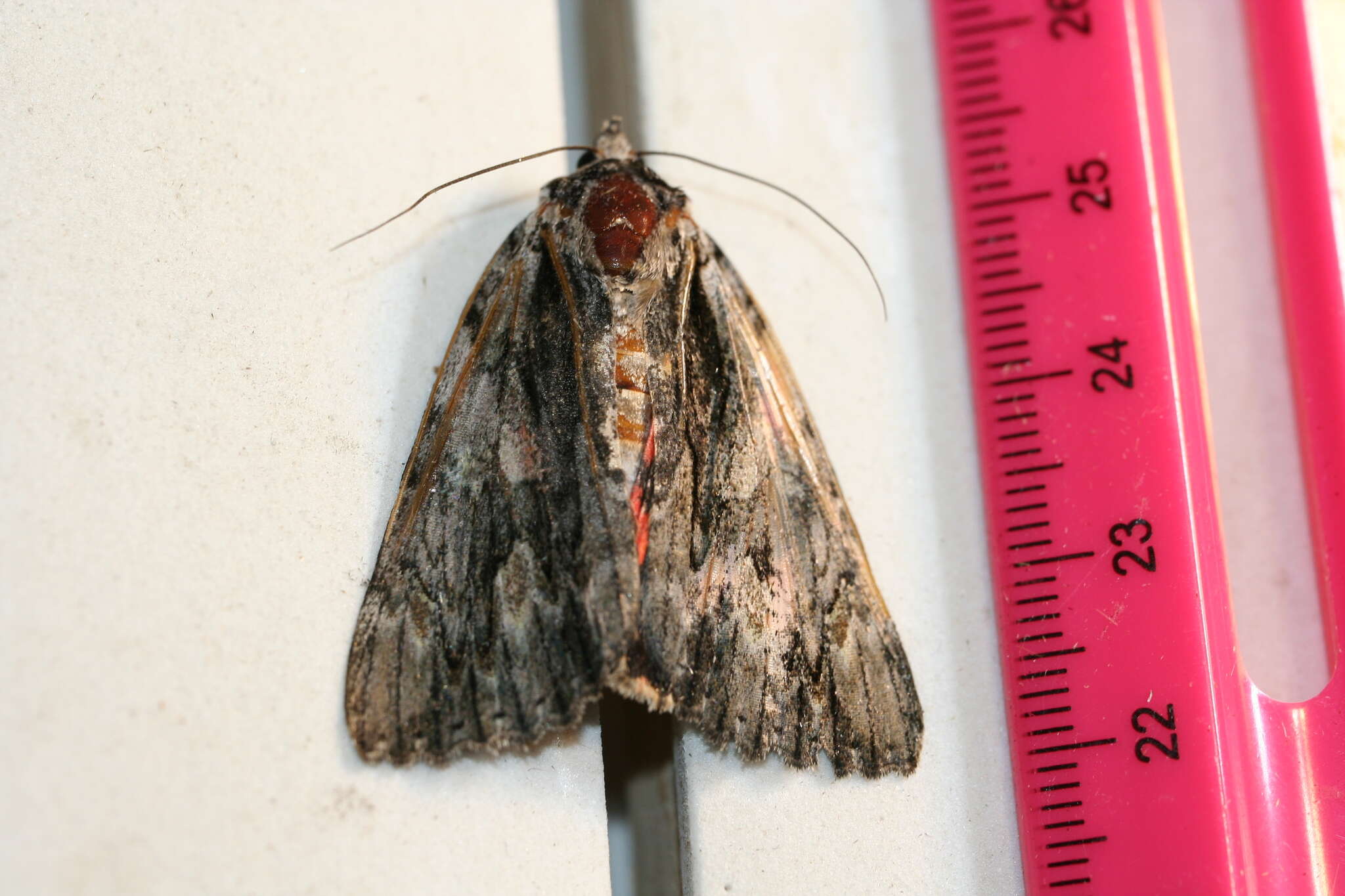 Image of Scarlet Underwing