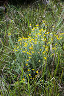 Image of Helichrysum decorum DC.