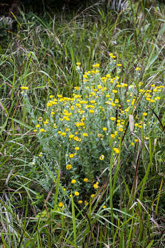 Image de Helichrysum decorum DC.