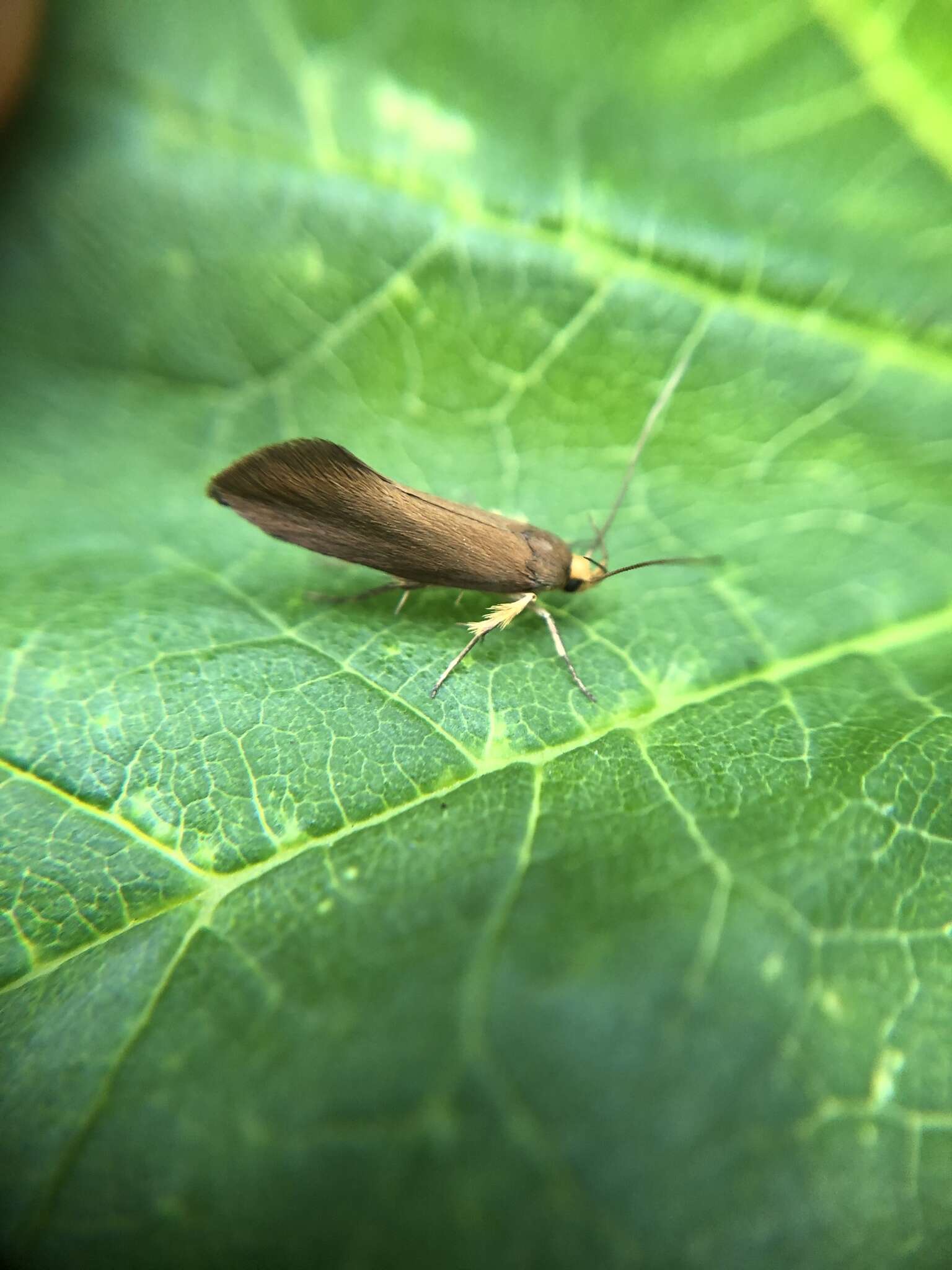 Image of Crassa unitella (Hübner 1796)