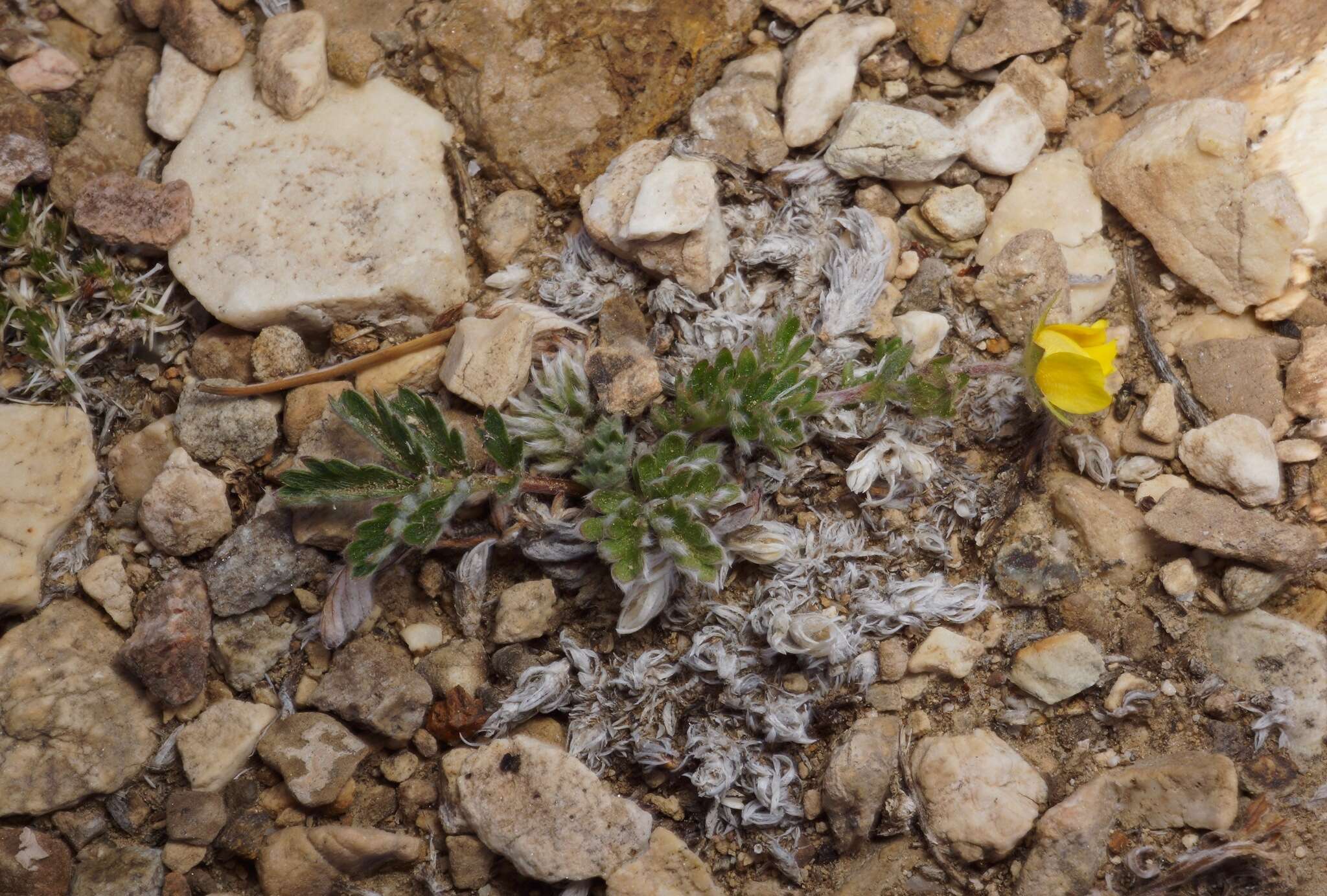 Imagem de Potentilla morefieldii B. Ertter