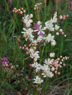 Plancia ëd Filipendula vulgaris Moench