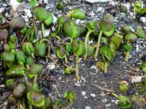 Image of Avicennia marina subsp. australasica (Walp.) J. Everett