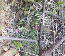 Image of Indigofera complicata Eckl. & Zeyh.