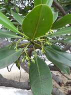 Image of Long-style stilt mangrove