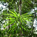 Image of Dracaena cerasifera Hua