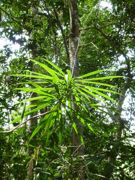 Image of Dracaena cerasifera Hua