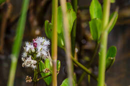 Image of bogbean