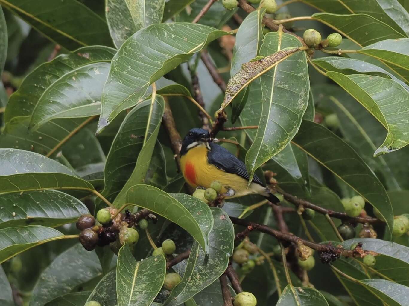 Image of Prionochilus Strickland 1841