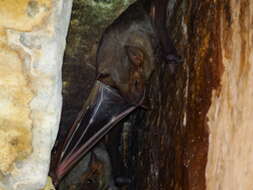 Image of Naked-rumped Tomb Bat