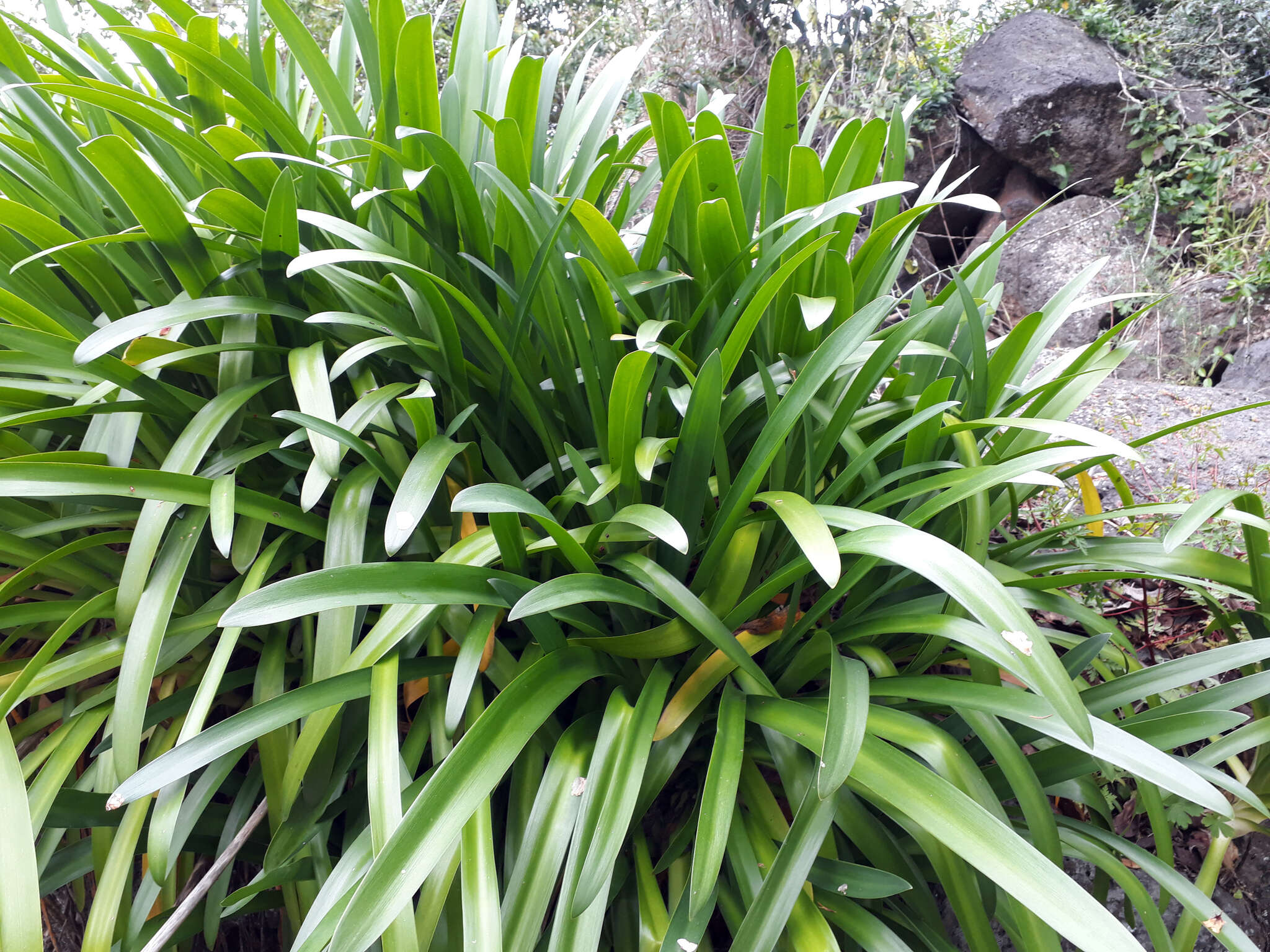 Image of Agapanthus praecox subsp. orientalis (F. M. Leight.) F. M. Leight.