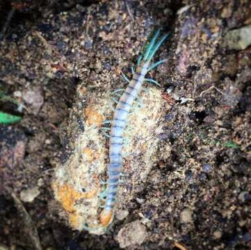 Image of Common Desert Centipede