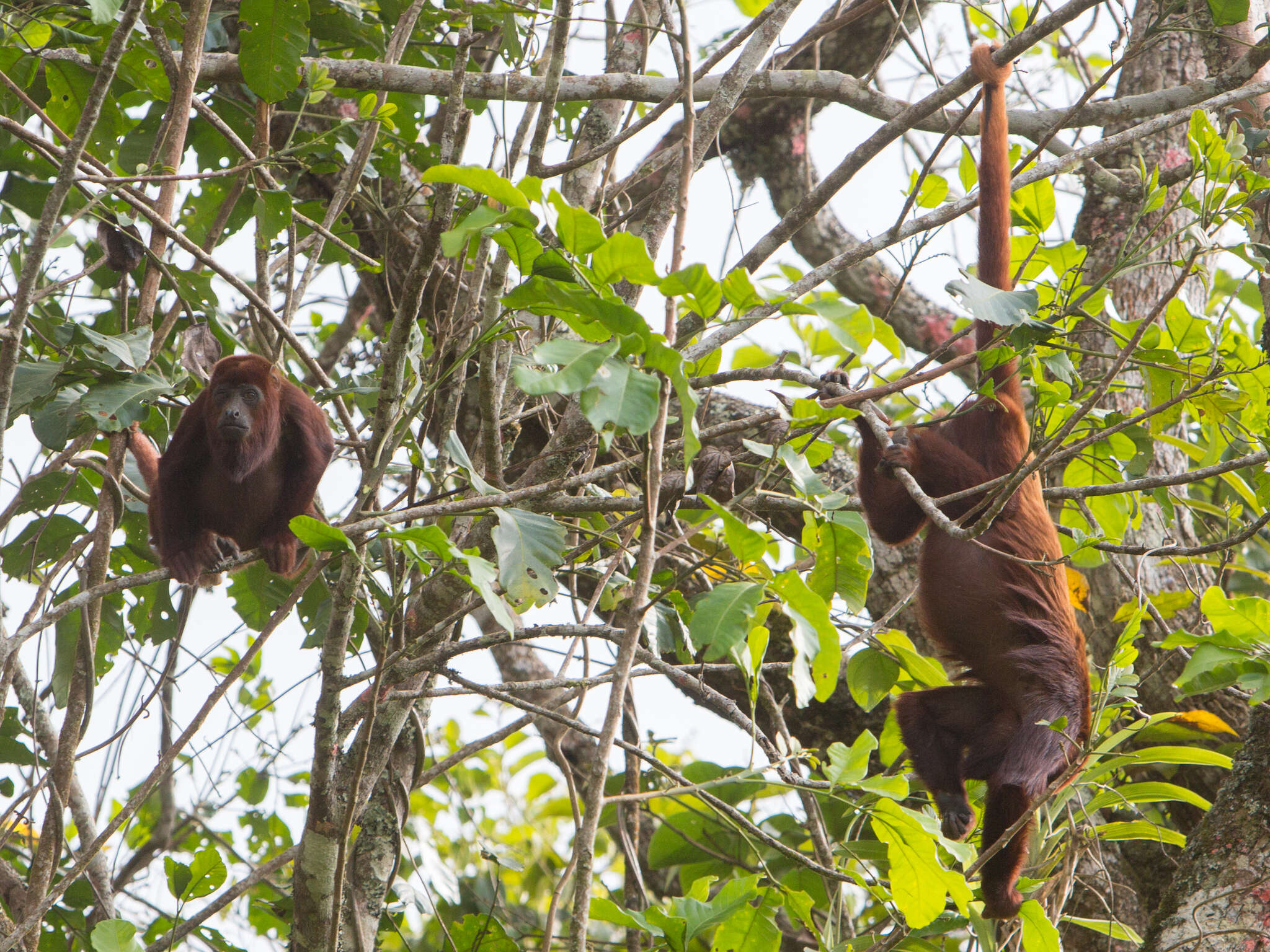 Image of ursine howler monkey