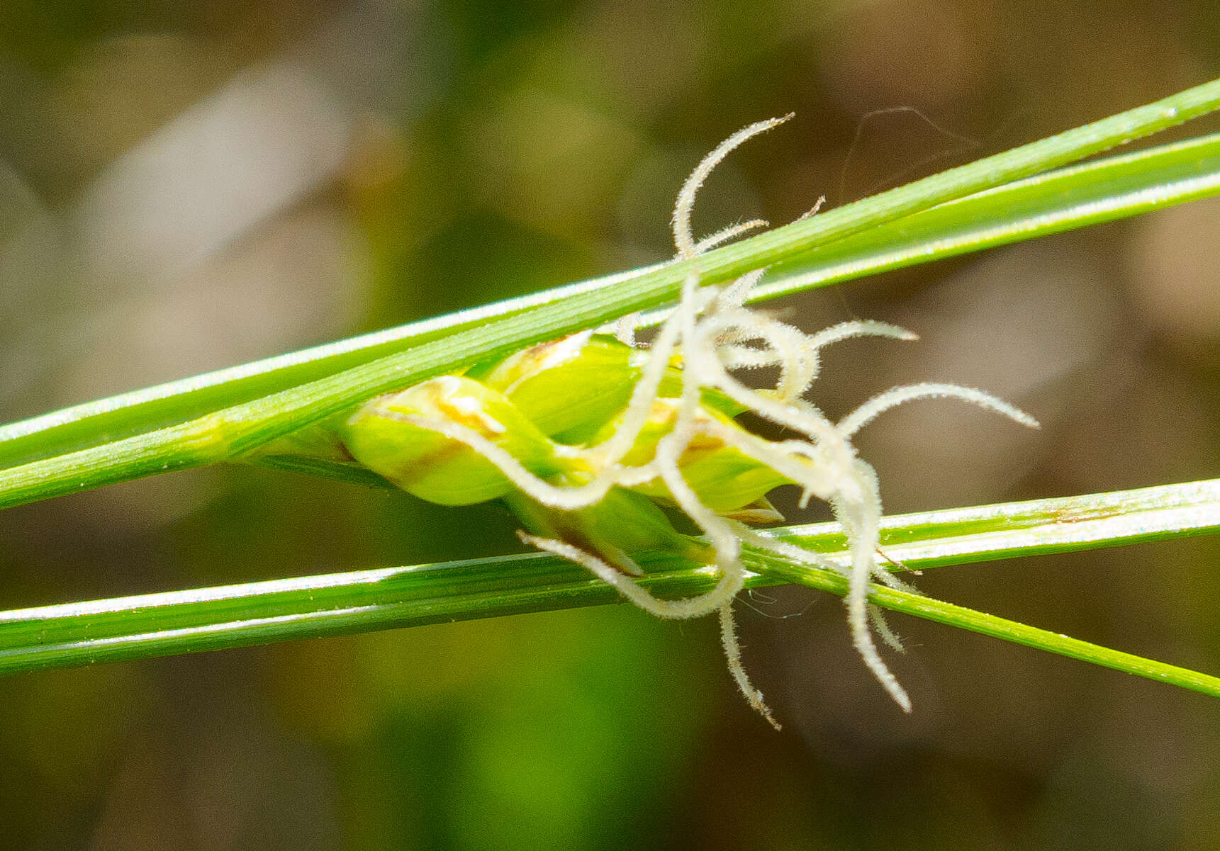 Image of Fewseed sedge